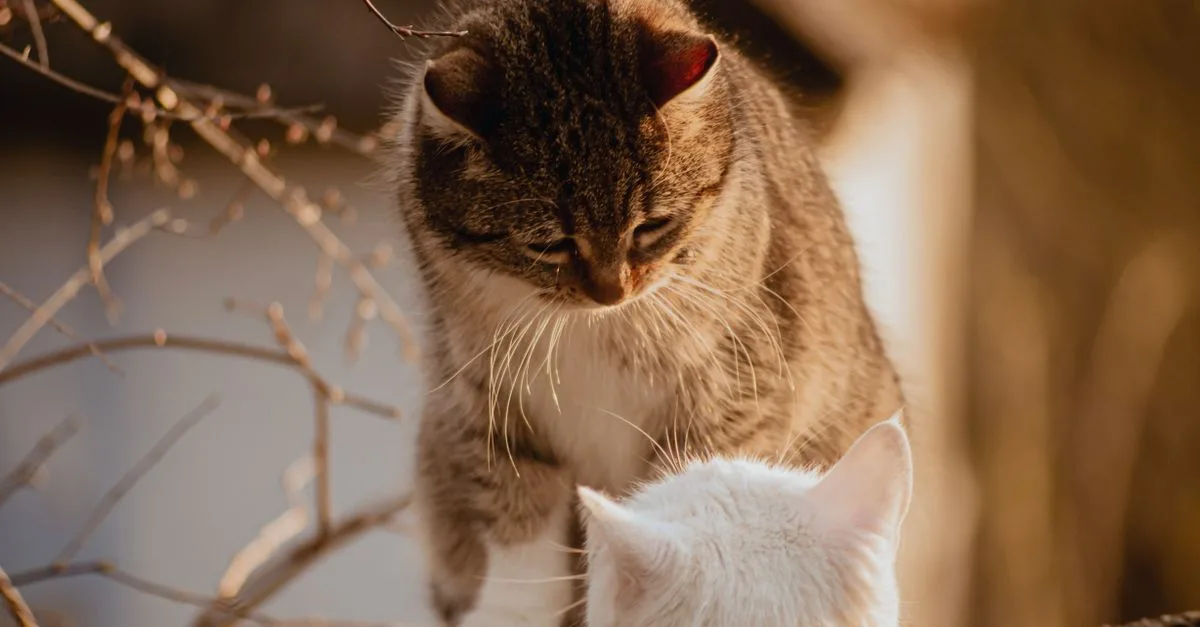 conseils pour une coexistence harmonieuse entre chats : astuces pour favoriser leur bien-être et éviter les conflits.