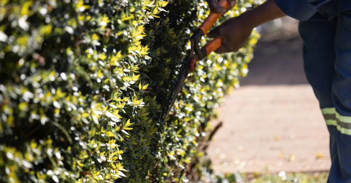 découvrez nos conseils et techniques efficaces pour tailler vos plantes afin de favoriser leur croissance et leur santé.
