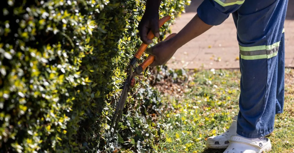 conseils et techniques pour la taille des plantes afin de favoriser leur croissance et leur santé.